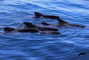 La Palma: tour de 3 h de avistamiento de ballenas y delfines