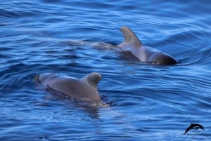 La Palma: tour de 3 h de avistamiento de ballenas y delfines