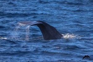 La Palma: tour de 3 h de avistamiento de ballenas y delfines