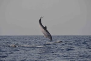 La Palma: tour de 3 h de avistamiento de ballenas y delfines