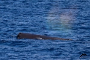 La Palma: tour de 3 h de avistamiento de ballenas y delfines