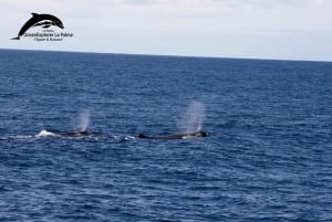 La Palma: tour de 3 h de avistamiento de ballenas y delfines