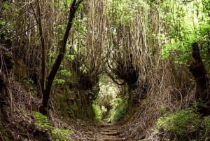 La Palma: Excursión guiada de senderismo al Cubo de la Galga