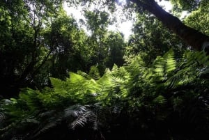 La Palma: Excursión guiada de senderismo al Cubo de la Galga