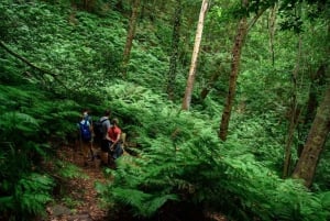 La Palma: Excursión guiada de senderismo al Cubo de la Galga