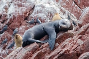 Lima: Paracas & Huacachina Premium Day Trip with Local Guide
