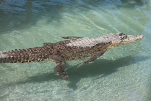 Los Cabos: Excursión al Santuario de Animales