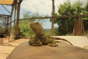 Los Cabos: Excursión al Santuario de Animales