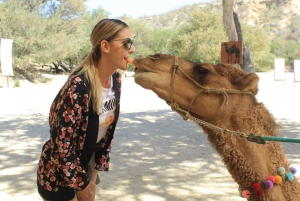 Los Cabos: Excursión al Santuario de Animales