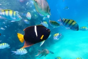 Los Cabos: SUP to The Arch & Snorkel + Transport & Photos