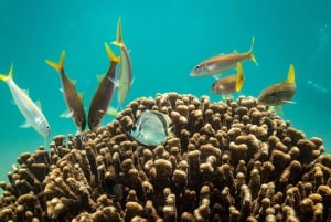 Los Cabos: Tour of rock formations and snorkeling