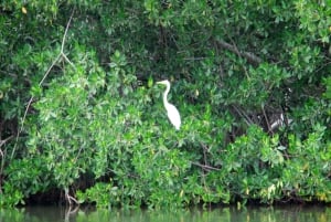 Mangrove Canoe Tour in La Boquilla German or Italian Guide