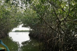 Mangrove Canoe Tour in La Boquilla German or Italian Guide