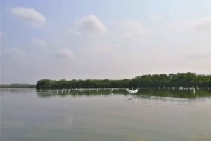 Mangrove Canoe Tour in La Boquilla German or Italian Guide