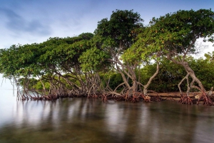 Mangroves, cultural fishing, black heritage town and lunch