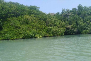 Mangroves, cultural fishing, black heritage town and lunch