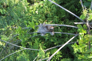 Manuel Antonio: Canopy Tour with Zip-lines & hanging bridges