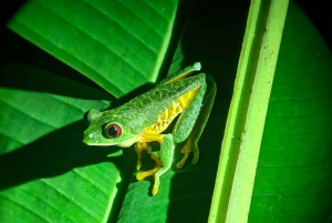 Tour nocturno por la selva de Manuel Antonio