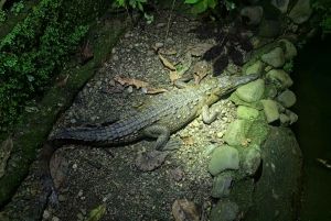 Tour nocturno por la selva de Manuel Antonio