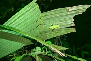 Tour nocturno por la selva de Manuel Antonio