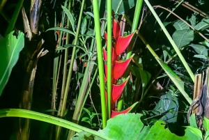 Tour nocturno por la selva de Manuel Antonio