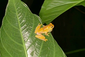 Tour nocturno por la selva de Manuel Antonio