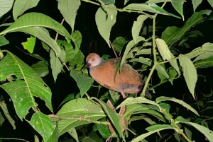 Tour nocturno por la selva de Manuel Antonio