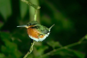 Manuel Antonio: Tour nocturno por la selva