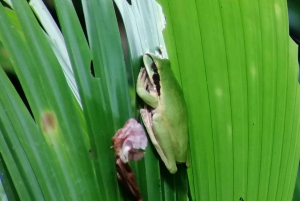 Manuel Antonio: Tour nocturno por la selva