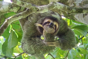 Tour guiado por el Parque Nacional Manuel Antonio para avistar Animales