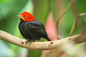 Tour guiado por el Parque Nacional Manuel Antonio para avistar Animales