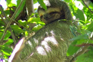 Tour guiado por el Parque Nacional Manuel Antonio para avistar Animales