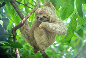 Tour guiado por el Parque Nacional Manuel Antonio para avistar Animales