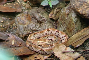 Tour guiado por el Parque Nacional Manuel Antonio para avistar Animales