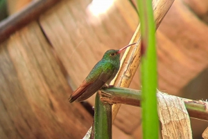 Tour guiado por el Parque Nacional Manuel Antonio para avistar Animales