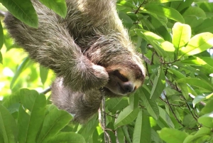 Visita guiada al Parque Nacional Manuel Antonio