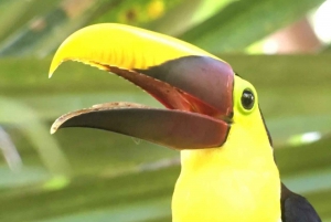 Visita guiada al Parque Nacional Manuel Antonio