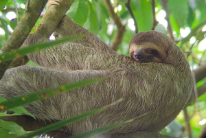 Manuel Antonio Park: Guided Tour to see animals & beach time