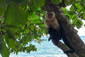 Manuel Antonio Park: Guided Tour to see animals & beach time