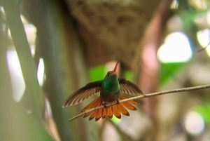 Manuel Antonio Park: Guided Tour to see animals & beach time