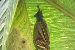 Manuel Antonio Park: Guided Tour to see animals & beach time