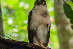 Manuel Antonio Park: Guided Tour to see animals & beach time