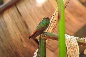 Manuel Antonio Park: Guided Tour to see animals & beach time