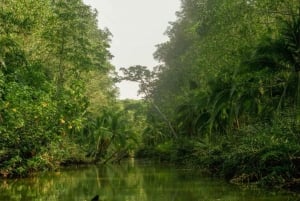 Manuel Antonio: Natural Mangrove Guided Boat Tour and Drinks