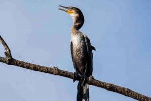 Manuel Antonio: Natural Mangrove Guided Boat Tour and Drinks