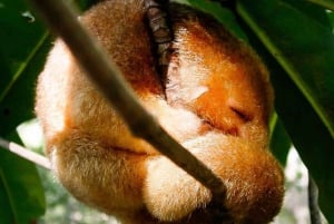 Manuel Antonio: Tour en barco guiado por los manglares naturales y bebidas