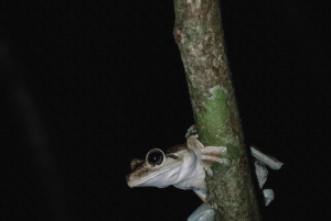 Manuel Antonio Night Jungle Tour