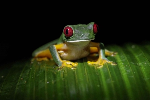 Manuel Antonio Night Jungle Tour