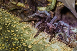 Manuel Antonio Night Jungle Tour