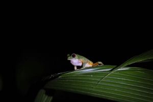 Manuel Antonio Night Jungle Tour